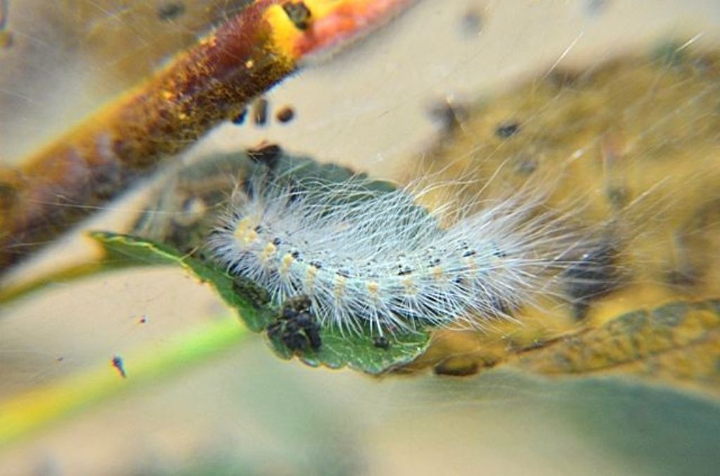 Bruchi di Hyphantria cunea (Erebidae Arctiinae)